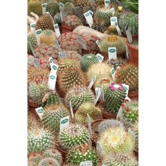   Cactus  Pot 8.5 cm