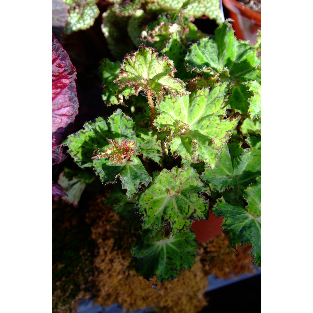   Begonia à feuillage décoratif  Pot 13 cm