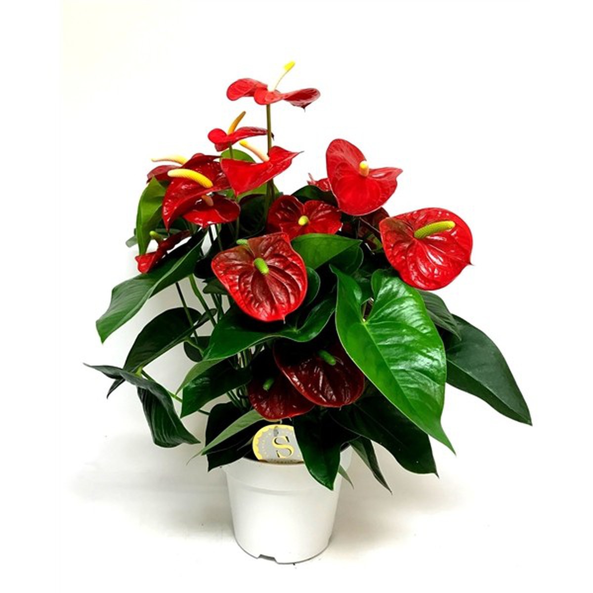   Anthurium andreanum 'Red Champion'  Pot de 21 cm h70