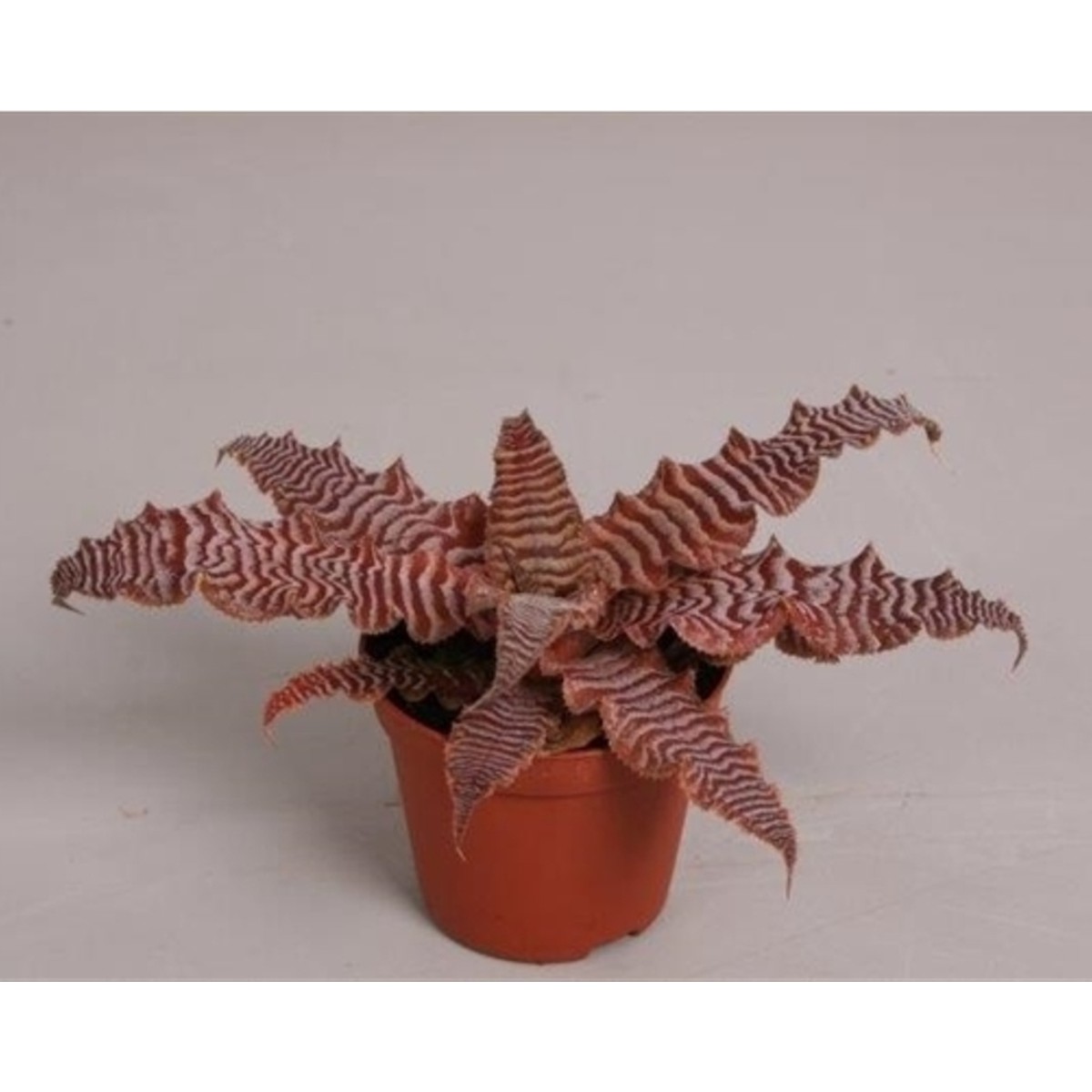   Cryptanthus  Pot de 8.5 cm