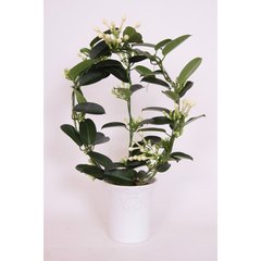   Stephanotis floribunda  Pot 12 cm / 11-13 fleurs