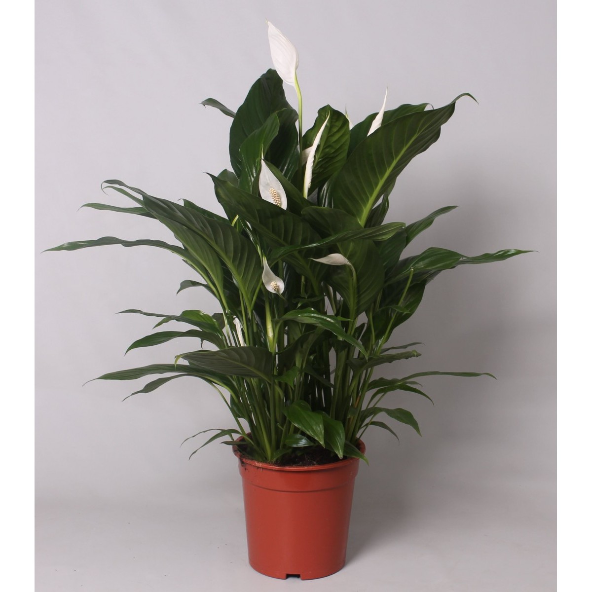   Spathiphyllum 'Bingo'  Pot de 21 cm h70