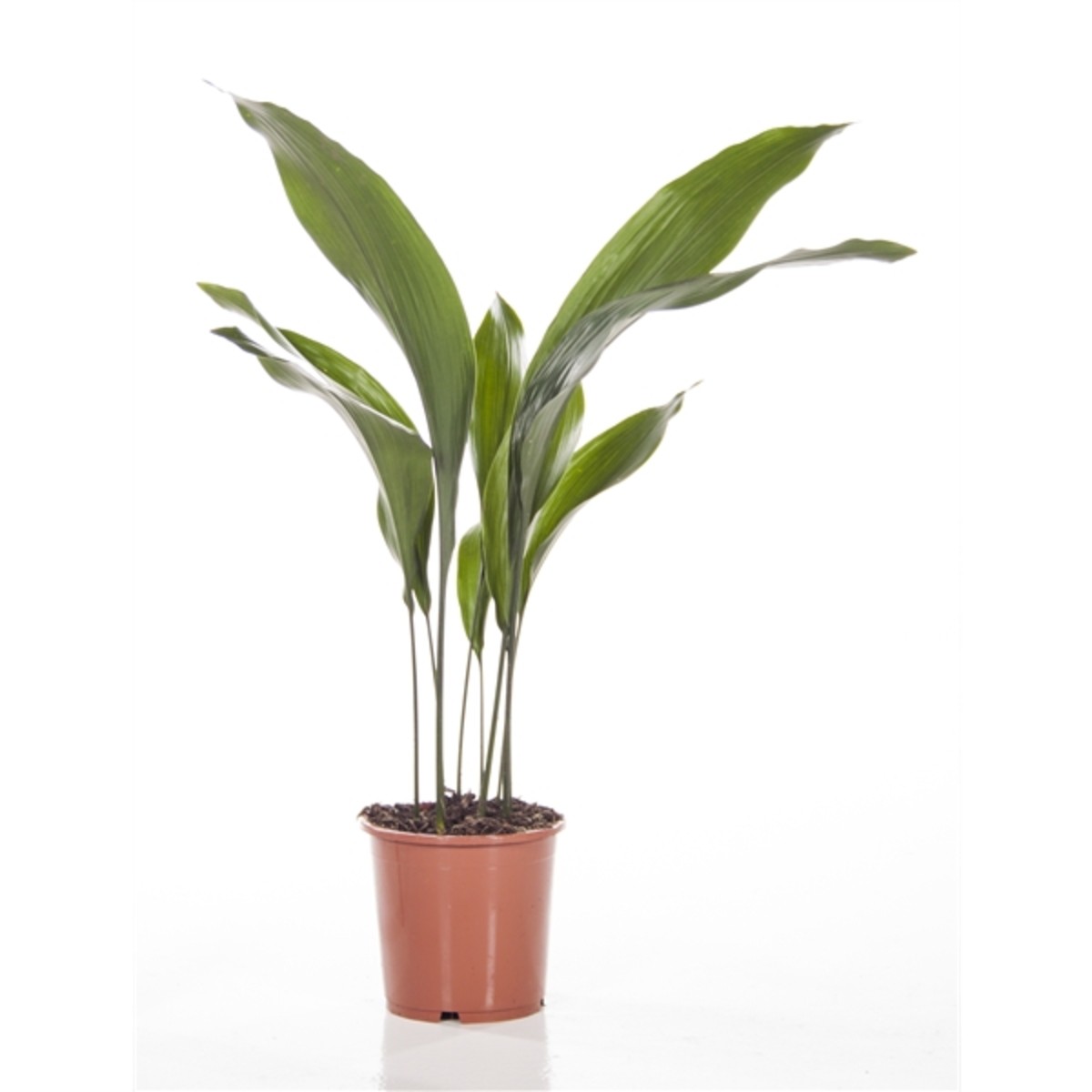   Aspidistra elatior  Pot de 17 cm h70