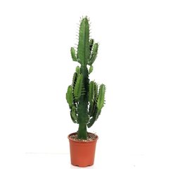   Euphorbia ingens 'Tetra'  Pot de 19 cm h90