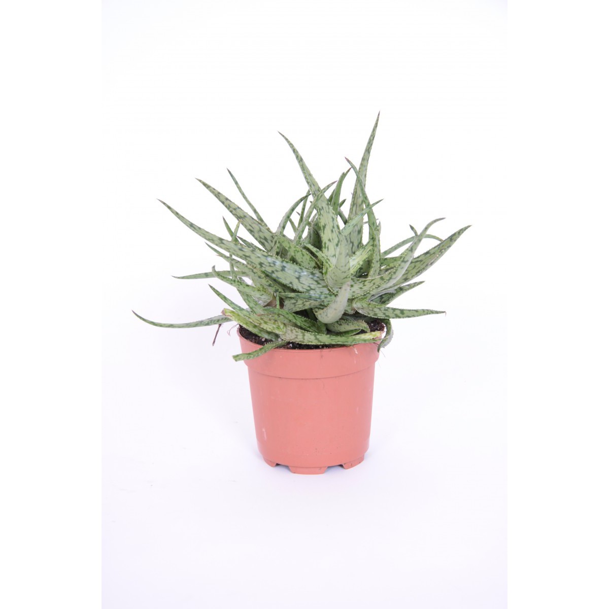  Aloe 'Spider'  Pot 10.5 cm