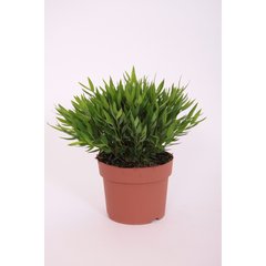   Bambusa 'Monica'  Pot de 12 cm h25