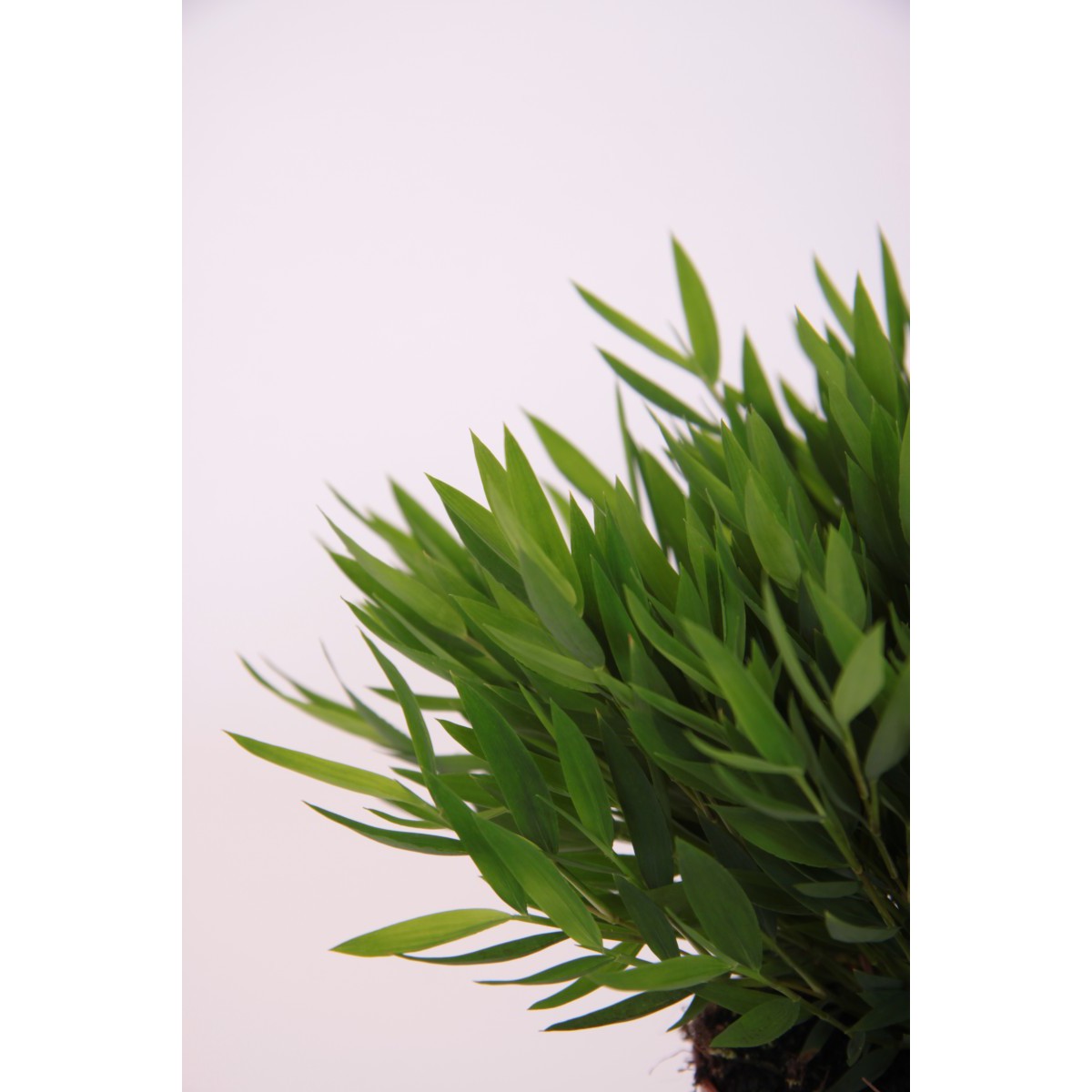   Bambusa 'Monica'  Pot de 12 cm h25