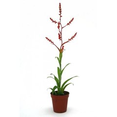   Catopsis morreniana 'Rouge'  Pot de 5.5 cm h20