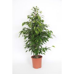   Ficus benjamina 'Anastasia'  Pot de 21 cm h105