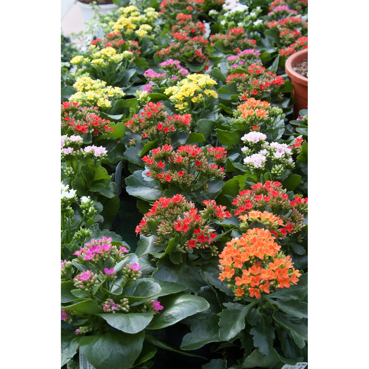 Fleuries Kalanchoe Blossfeldiana Pot 12 Cm Schilliger