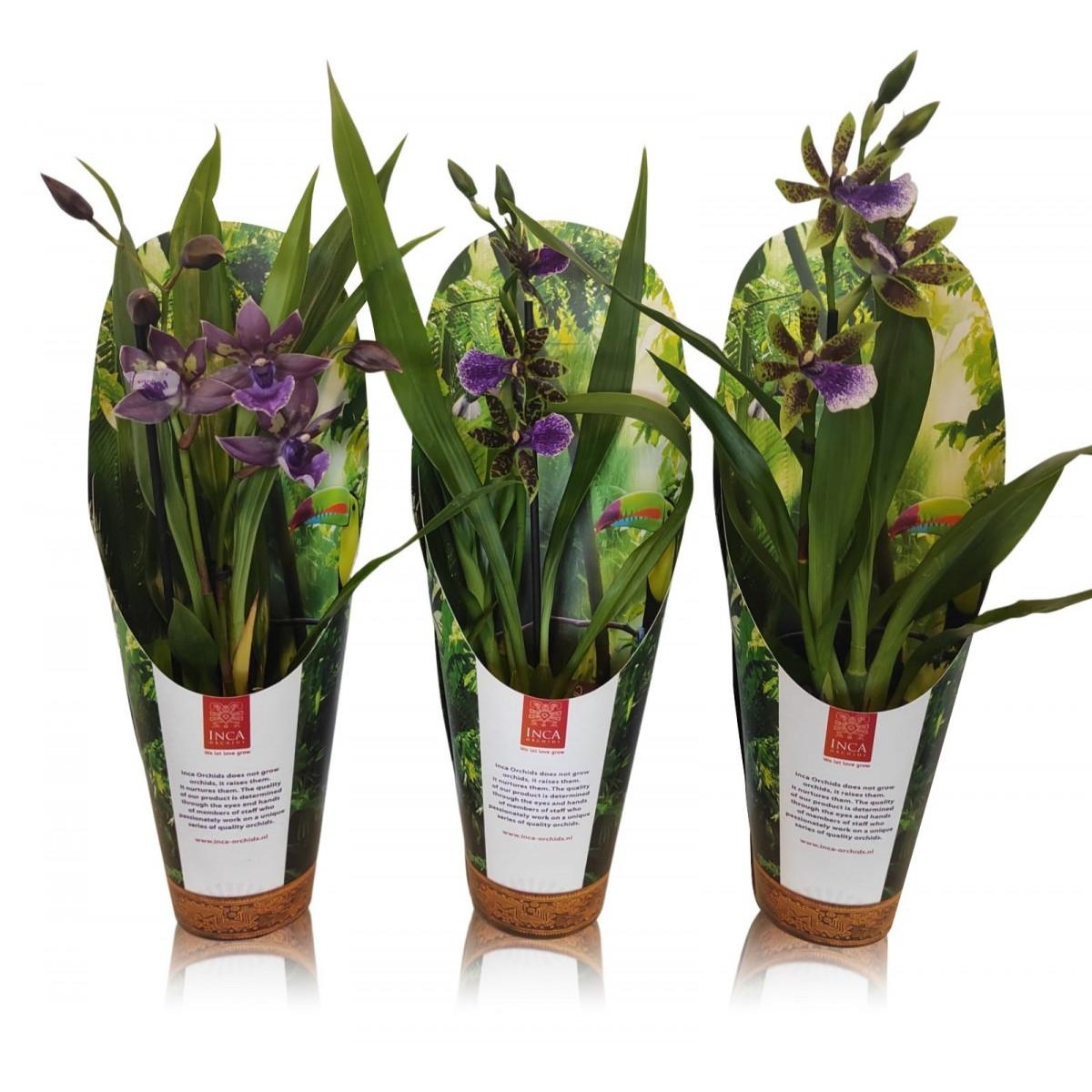   Zygopetalum  Pot 9 cm