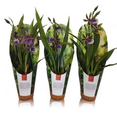   Zygopetalum  Pot 9 cm