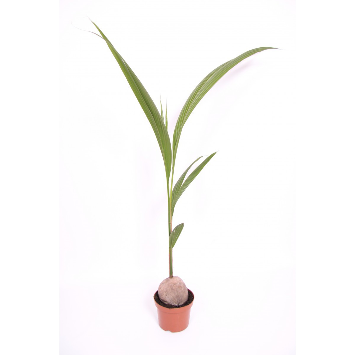   Cocos nucifera  Pot de 19cm h160