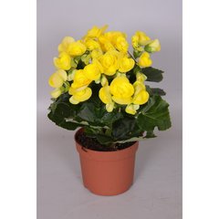   Begonia Elatior  Pot 12 cm