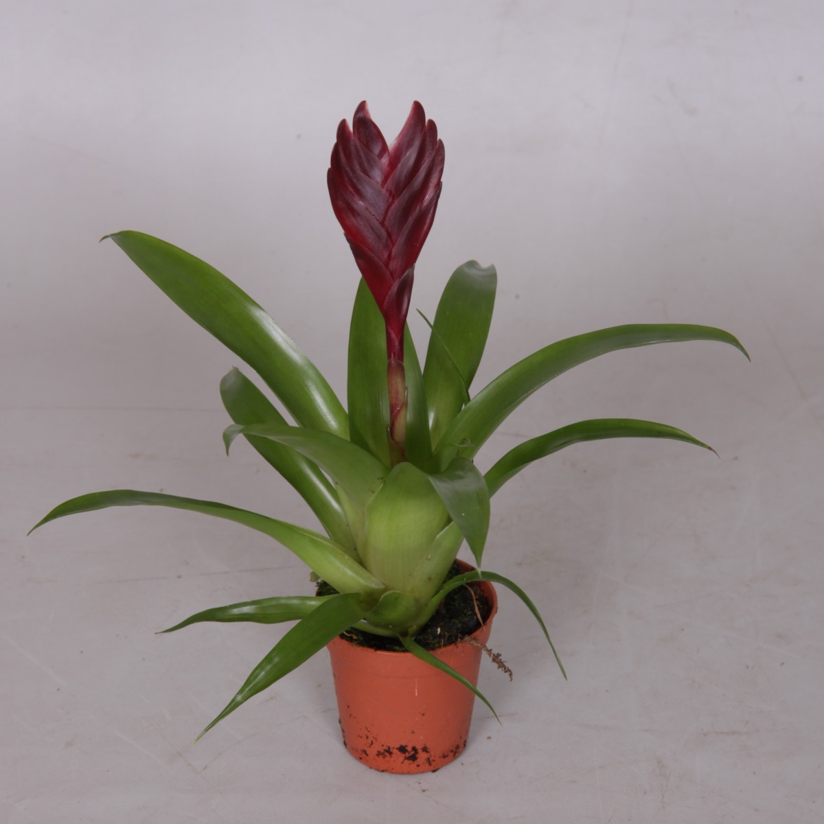  Vriesea mini  Pot 5.5 cm h15