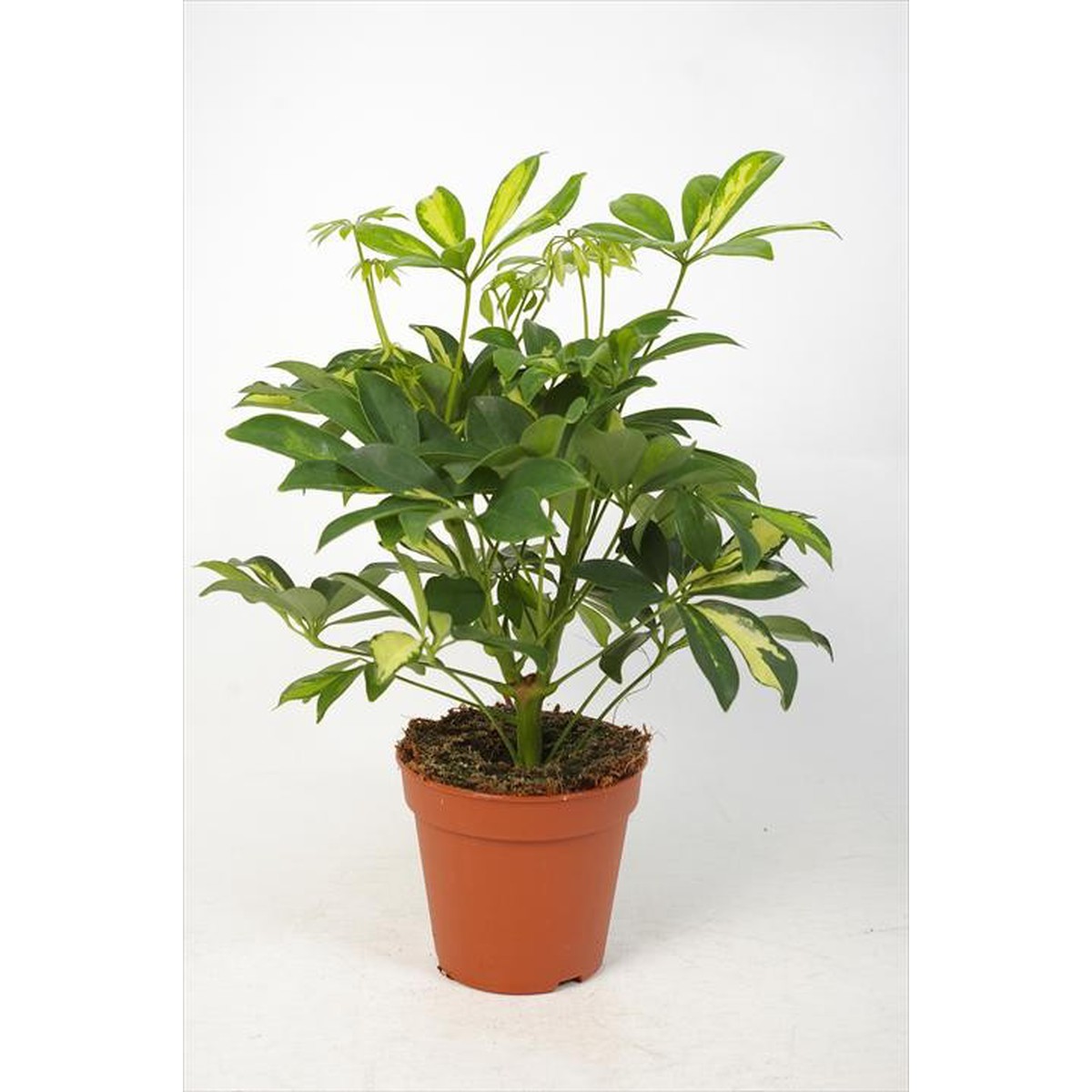   Schefflera arboricola 'Gerda'  Pot 21 H 55