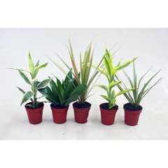   Plante 'Mini'  Pot 5.5-6 cm