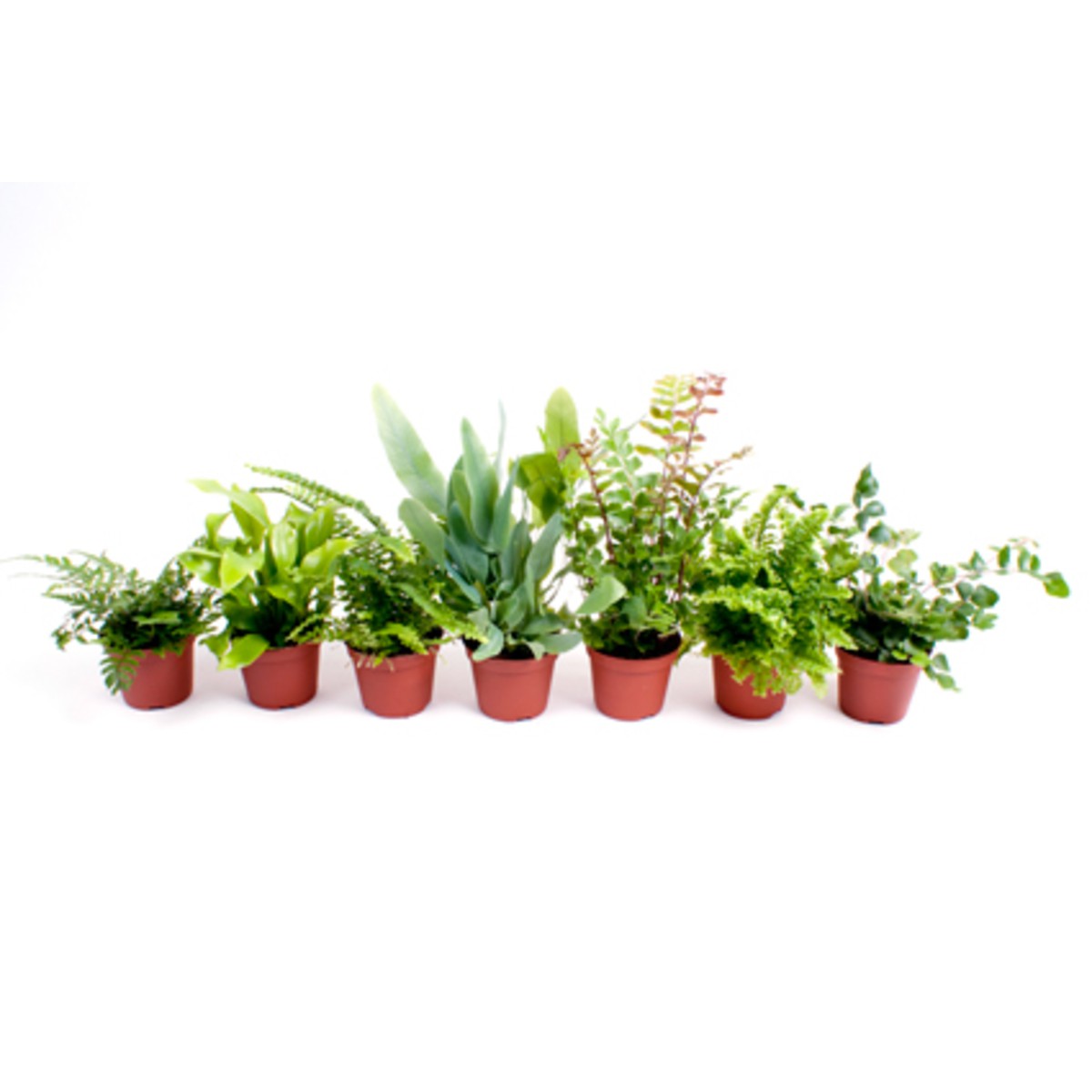   Plante 'Mini'  Pot 5.5-6 cm