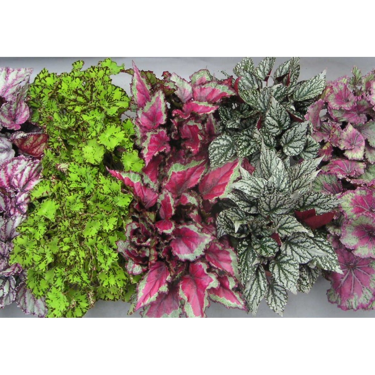   Begonia 'Magic Colors'  Pot de 13 cm h25
