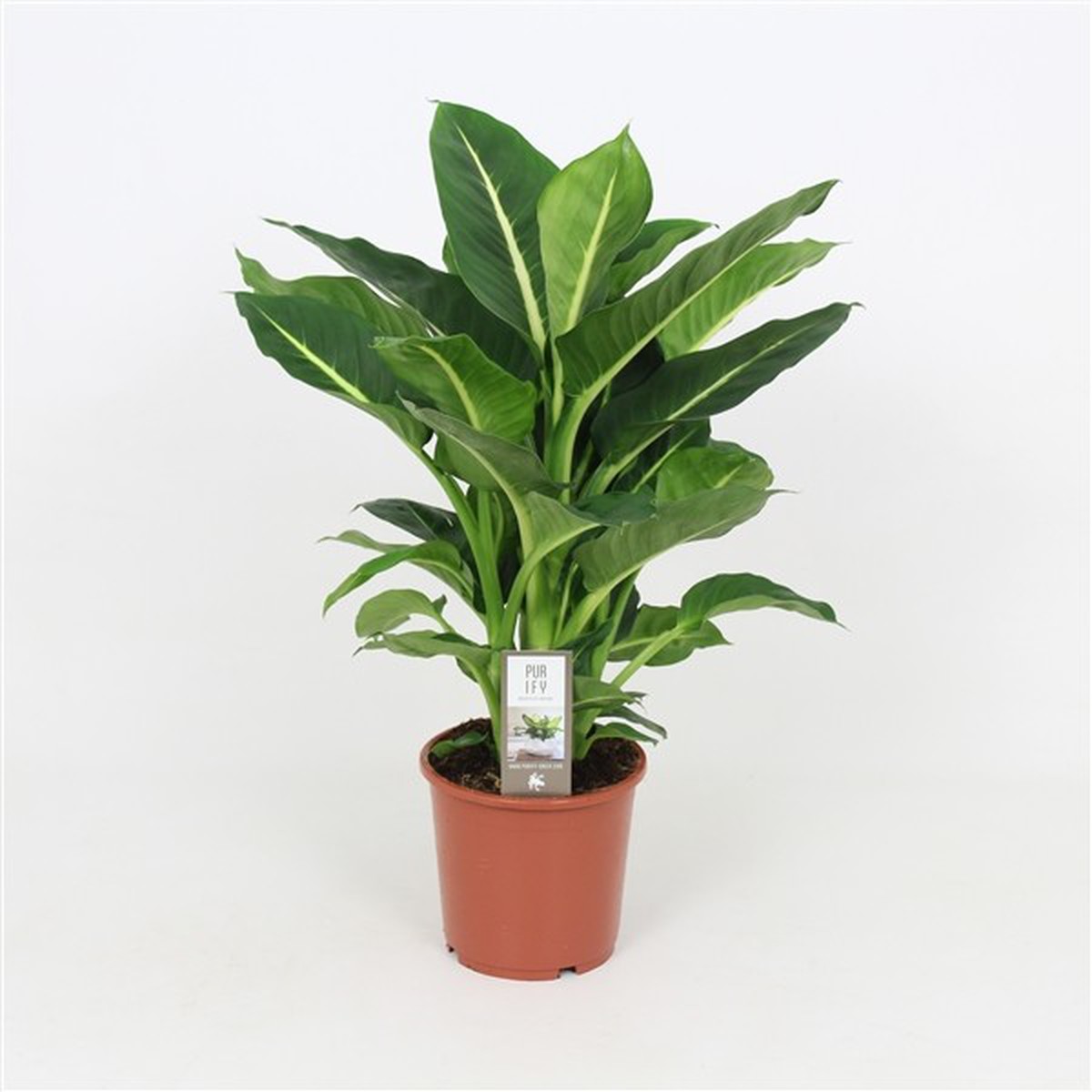   Dieffenbachia 'Green Magic'  Pot de 17 cm h60