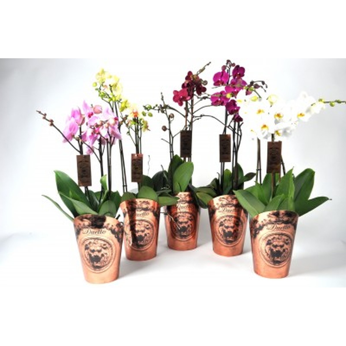   Phalaenopsis 'Duetto'  Pot 17 cm, 3-4 branches