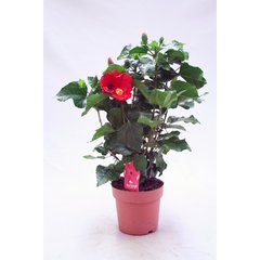   Hibiscus rosa-sinensis  17 50