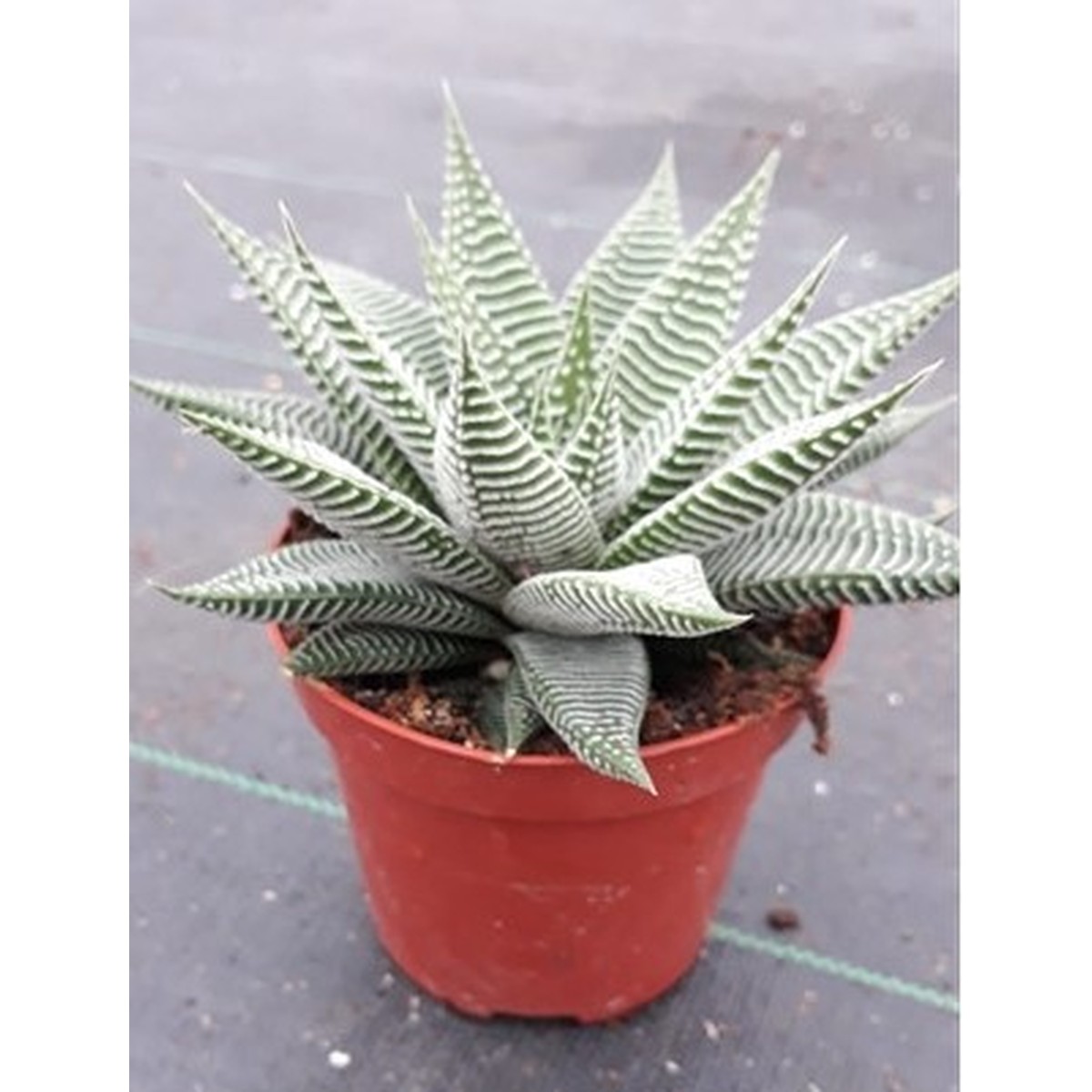   Haworthia 'Spider White'  Pot 12 H 15