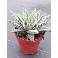  Haworthia 'Spider White'  Pot 12 H 15