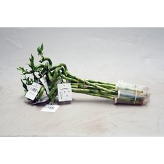   Lucky Bamboo  h.40 cm spirale
