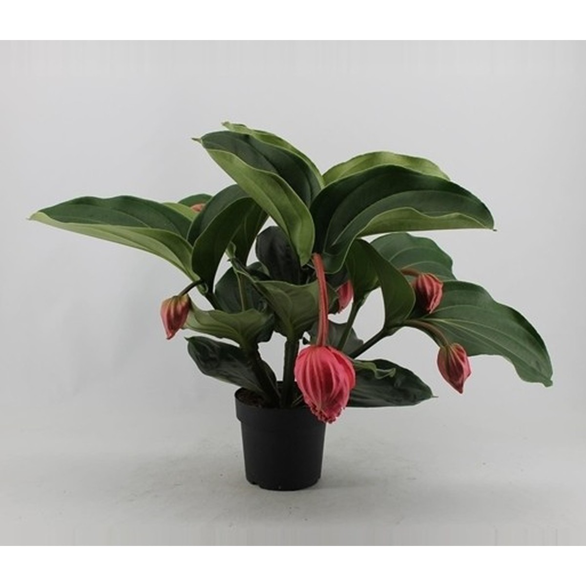   Medinilla magnifica 'Flamenco'  Pot 17 cm, h.55