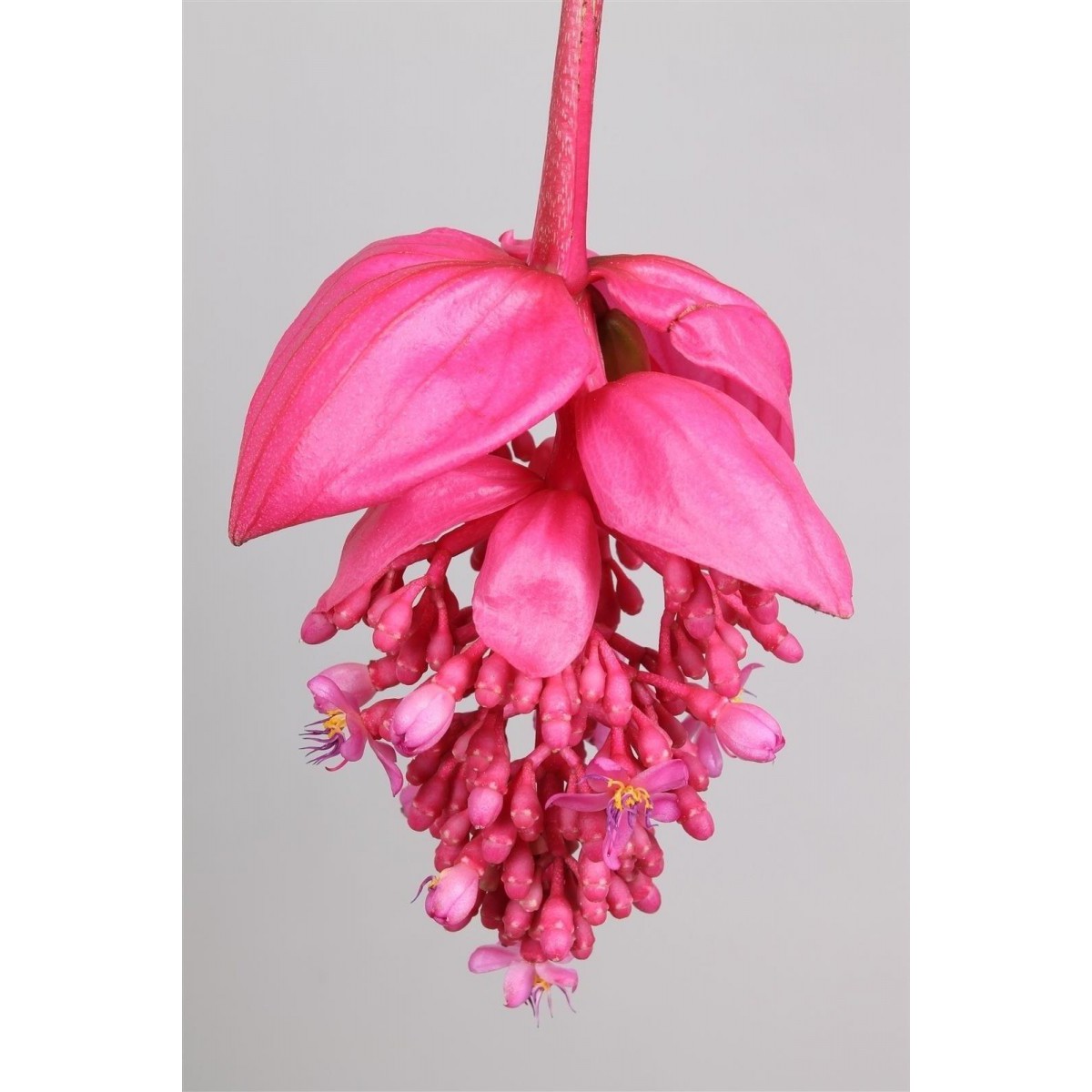   Medinilla magnifica 'Flamenco'  Pot 17 cm, h.55