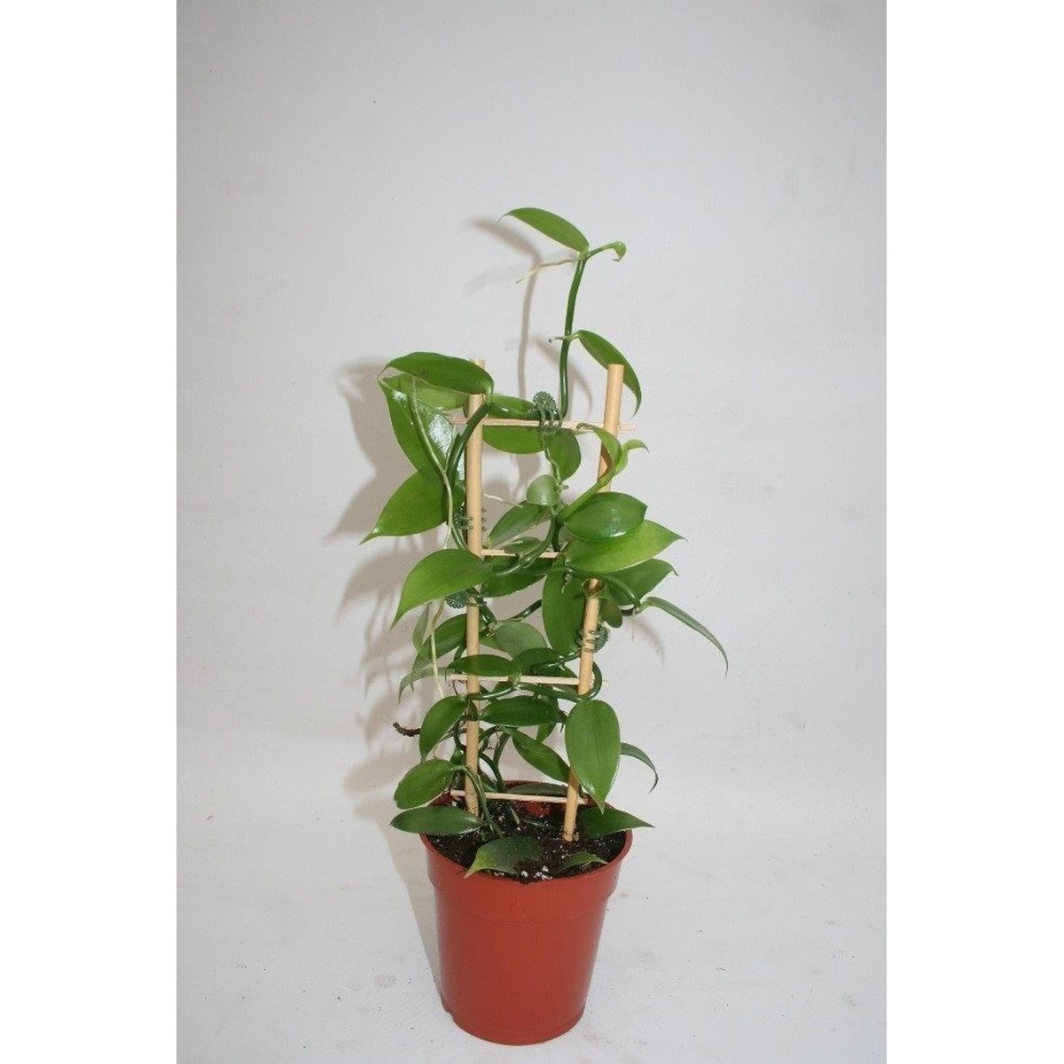   Vanilla planifolia  Pot 12 cm Espalier