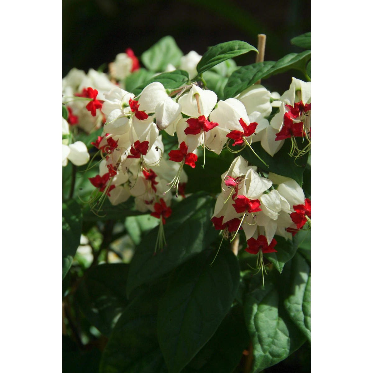   Clerodendrum thomsoniae  Pot 13 cm