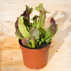   Sarracenia  Pot 12.5 cm