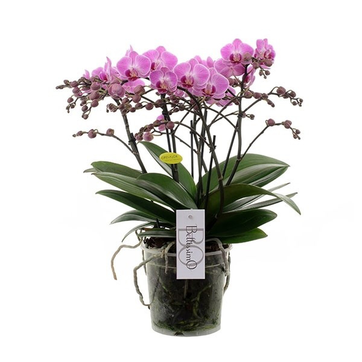   Phalaenopsis 'Bellissimo'  Pot 15 cm