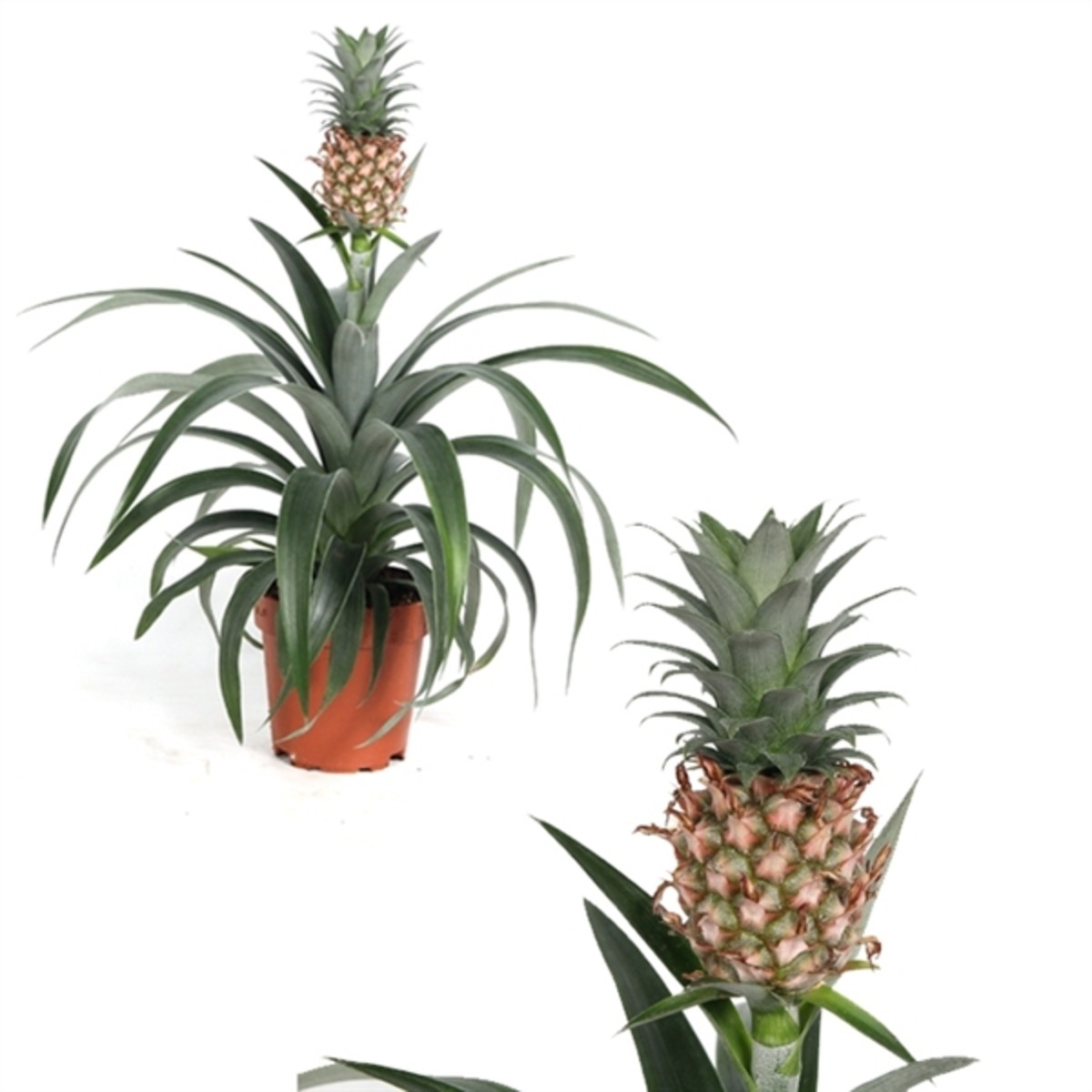   Ananas 'Corona' vert  Pot 12 cm
