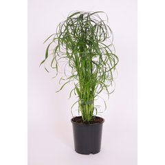   Cyperus alternifolius  Pot 14 cm h55