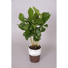   Coffea arabica  Pot 6 cm avec cache-pot