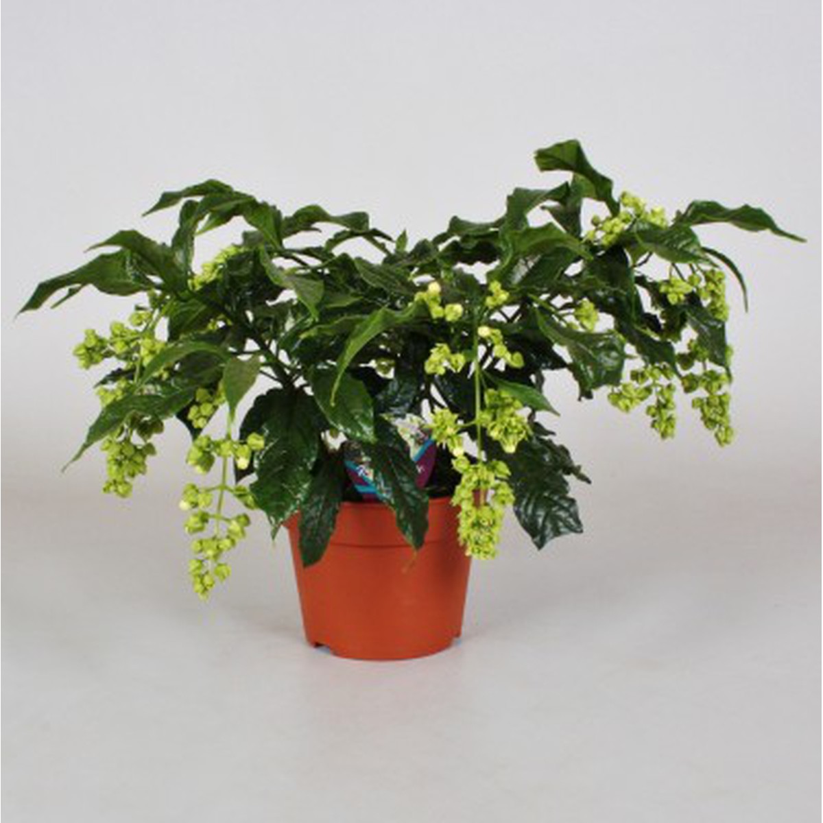  Clerodendrum prospero  Pot 17 cm