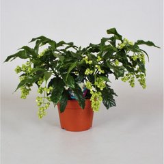   Clerodendrum prospero  Pot 17 cm