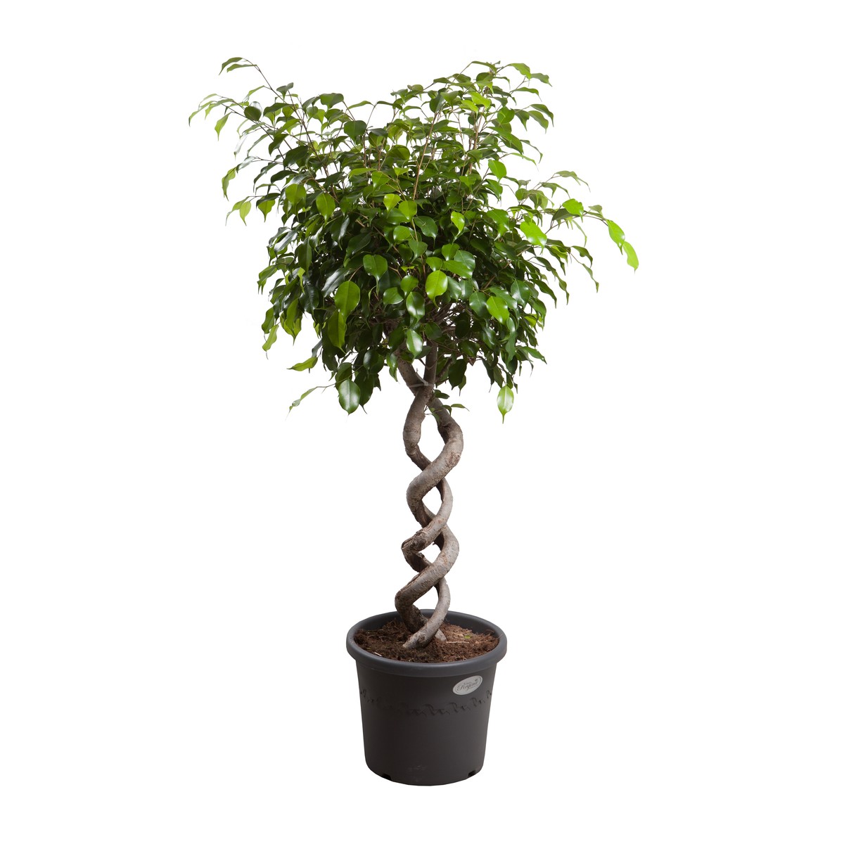   Ficus exotica  Pot 33 cm, h. 135 cm, tronc tressé