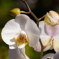 Schilliger Production  Confection d'orchidée  Hauteur composition : 65cm, pot : 28x15cm