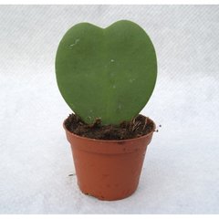   Hoya kerrii 'Green'  Pot 6 cm