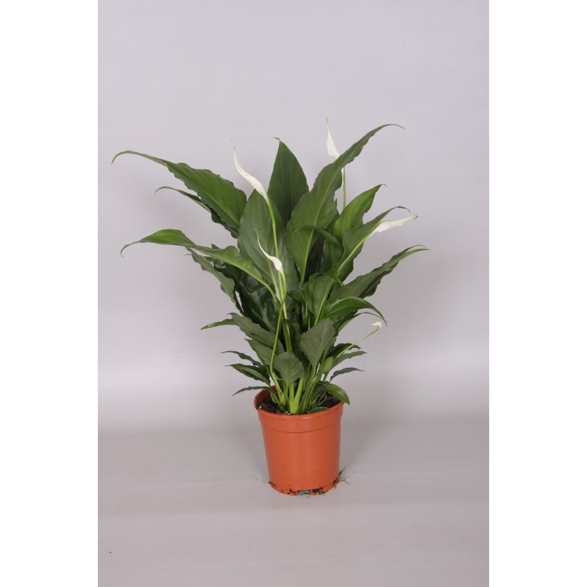   Spathiphyllum 'Sweet Rocco'  Pot 13 cm