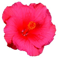   Hibiscus rosa-sinensis  Pot 26 cm
