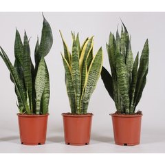   Sanseveria  Pot de 14 cm