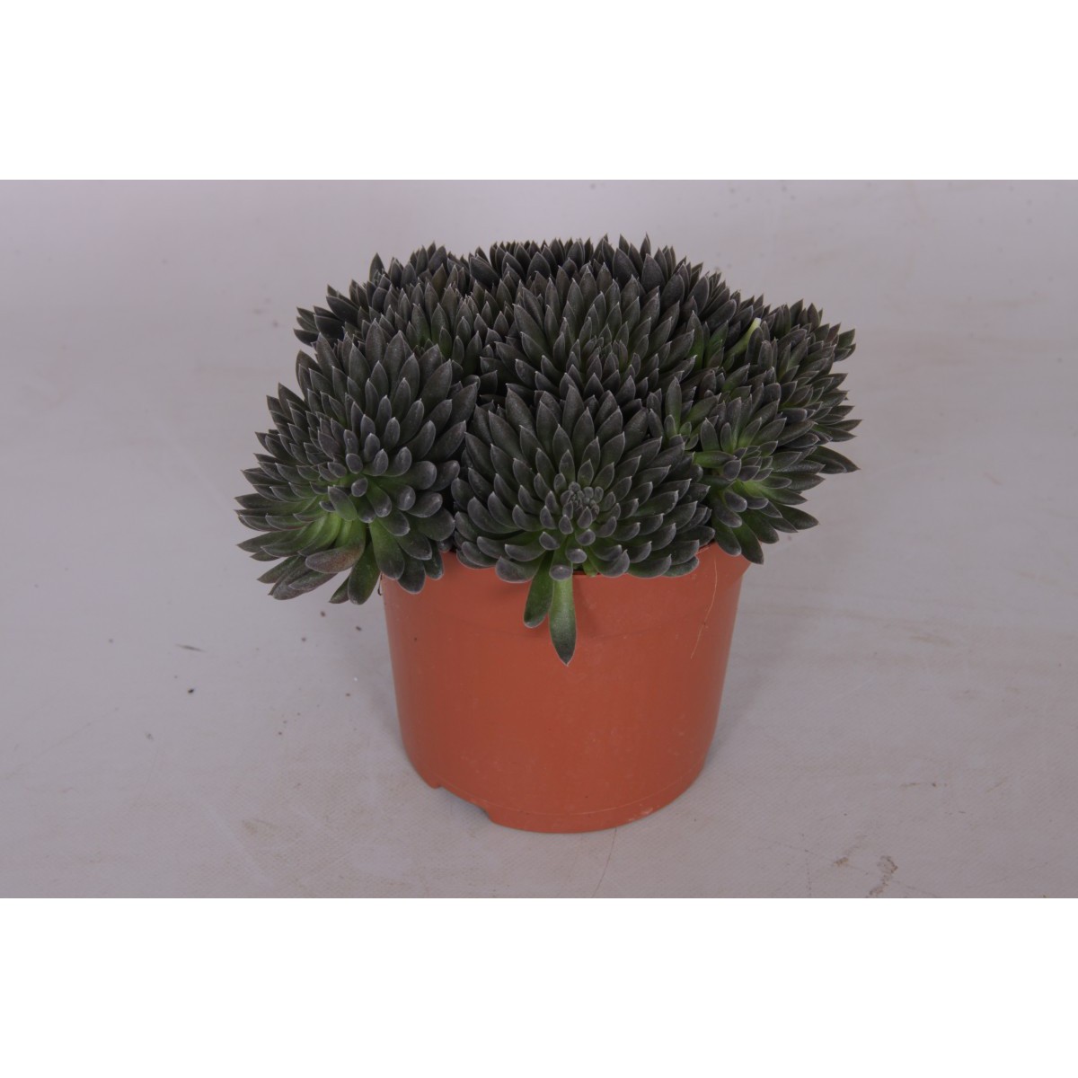   Sinocrassula yunnanensis  Pot 10.5 cm