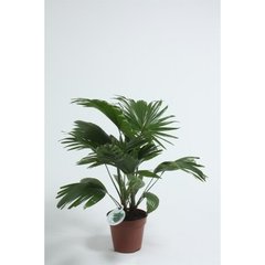   Livistona rotundifolia  Pot 12 cm, h.40 cm