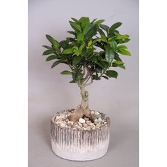   Ficus microcarpa 'Ginseng'  Coupe céramique 18 cm h40