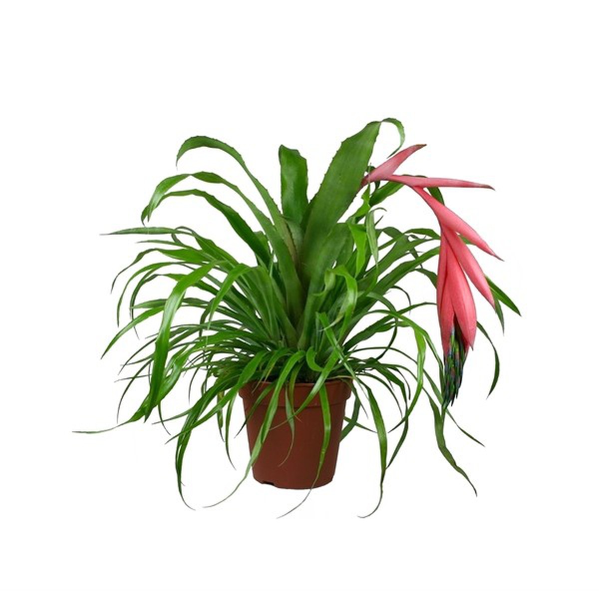   Bilbergia  Pot de 12 cm h45